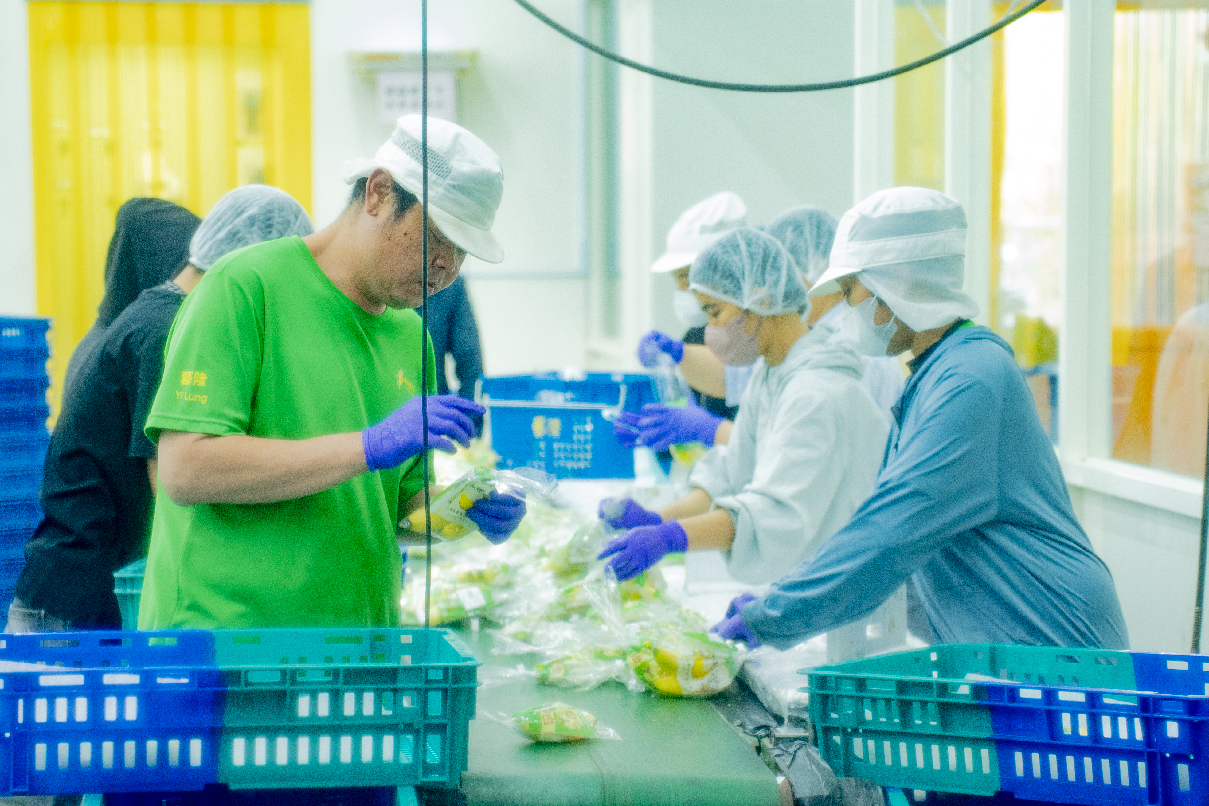 圖 於低溫作業室包裝香蕉